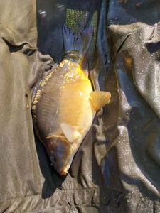 Mirror Carp