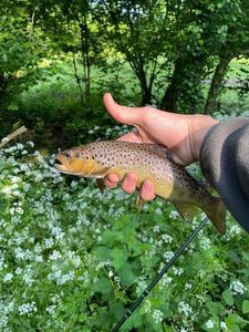 Brown Trout