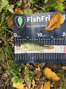 European Perch