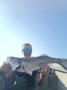 European Bass (Seabass)