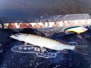 Northern Pike