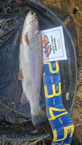 Rainbow Trout