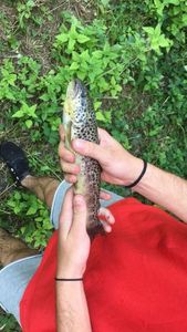 Brown Trout