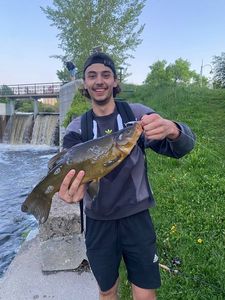 Tench