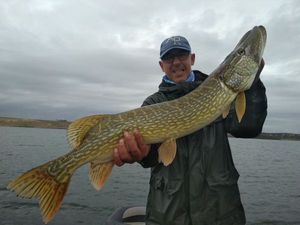 Northern Pike