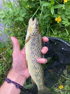 Brown Trout