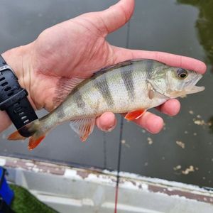 European Perch