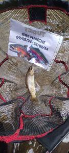 Brown Trout