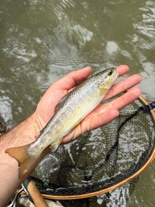 Brown Trout