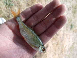 Roach