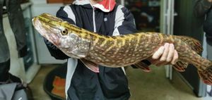 Northern Pike