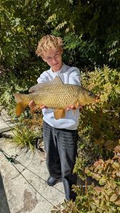 Common Carp