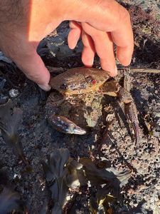 Velvet Swimming Crab