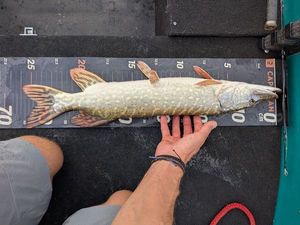 Northern Pike
