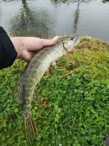 Northern Pike