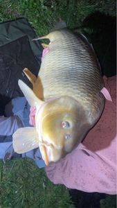 Common Carp