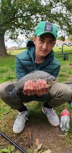 Crucian Carp