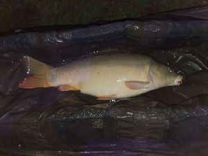Mirror Carp