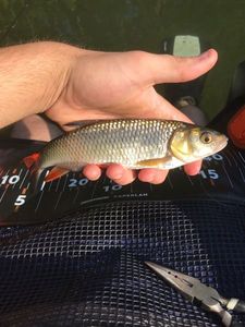 Chub
