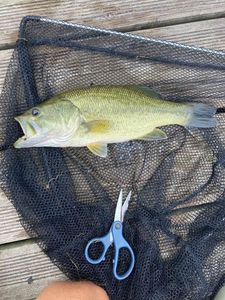 Largemouth Bass