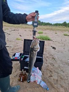 European Bass (Seabass)