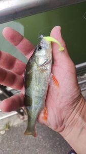 European Perch