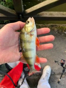 European Perch