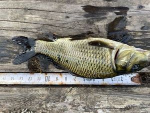 Common Carp