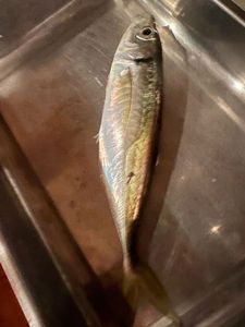 Mediterranean Horse Mackerel