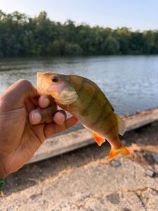 European Perch