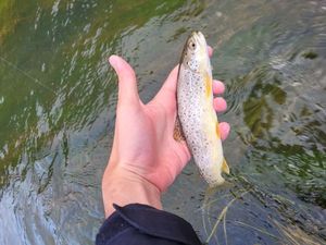 Brown Trout