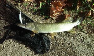 Northern Pike