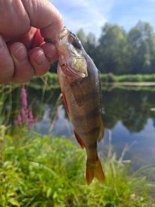 European Perch