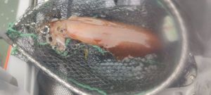 European Squid