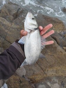 European Bass (Seabass)