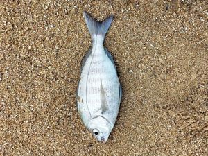 Black Seabream