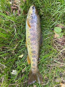 Brown Trout