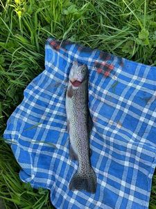 Rainbow Trout