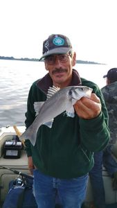 European Bass (Seabass)