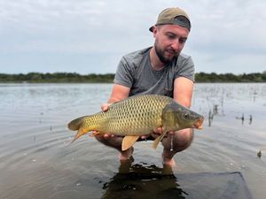 Common Carp