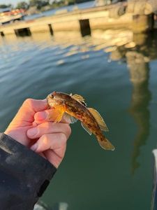 Giant Goby
