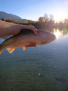 Rainbow Trout