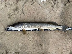 Northern Pike