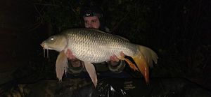 Common Carp