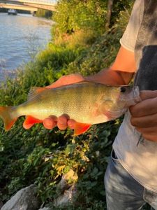 European Perch