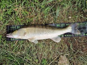 Zander
