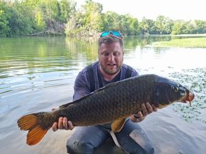 Common Carp