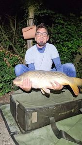 Common Carp