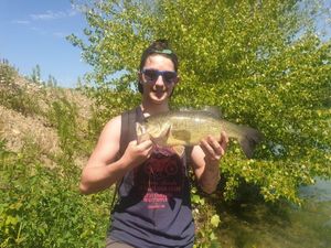 Largemouth Bass