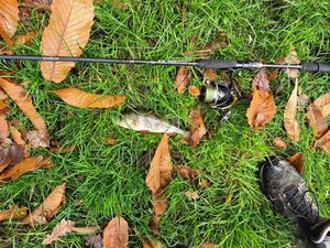 European Perch